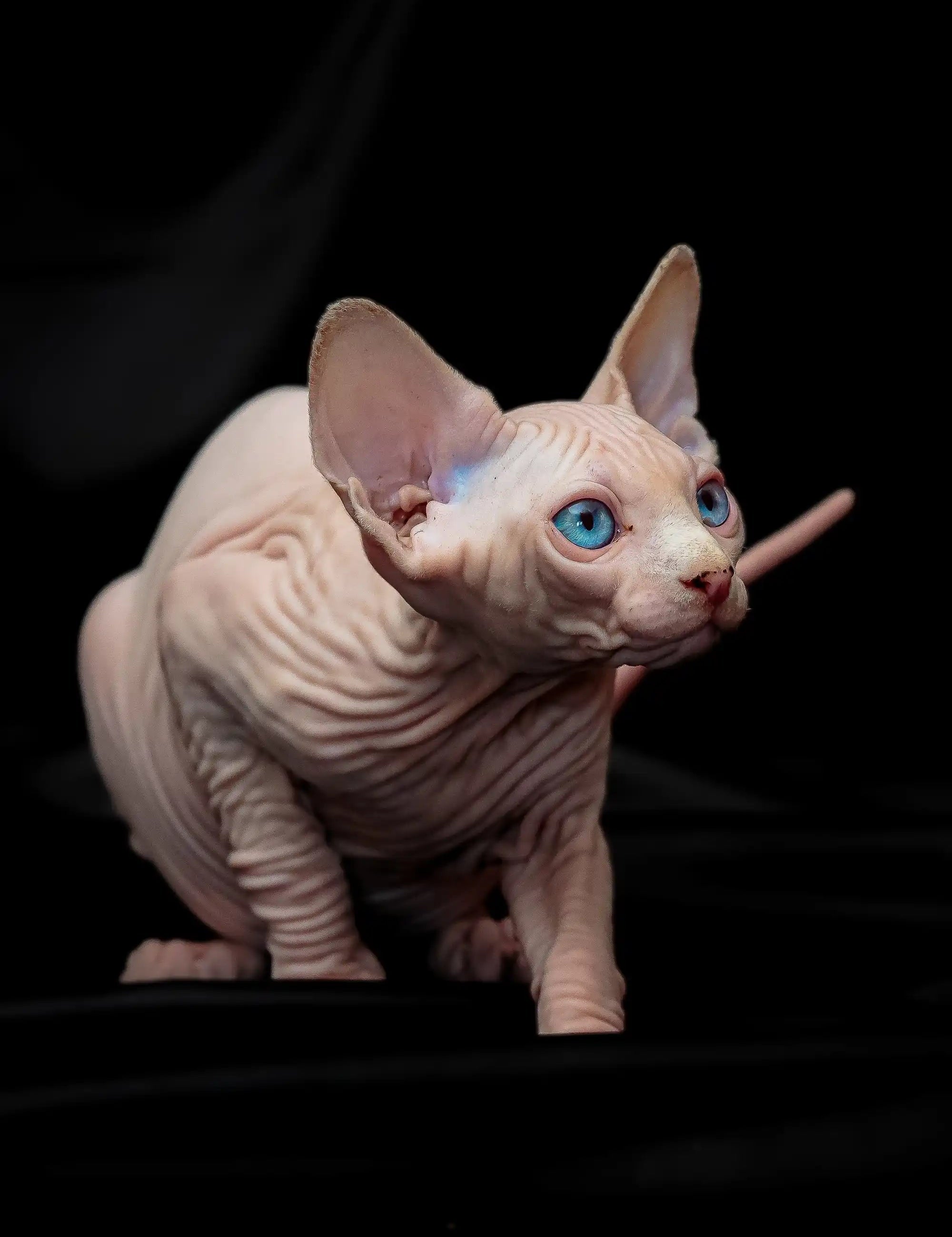 Hairless Sphynx Cats & Kittens for Sale Rosa| Kitten