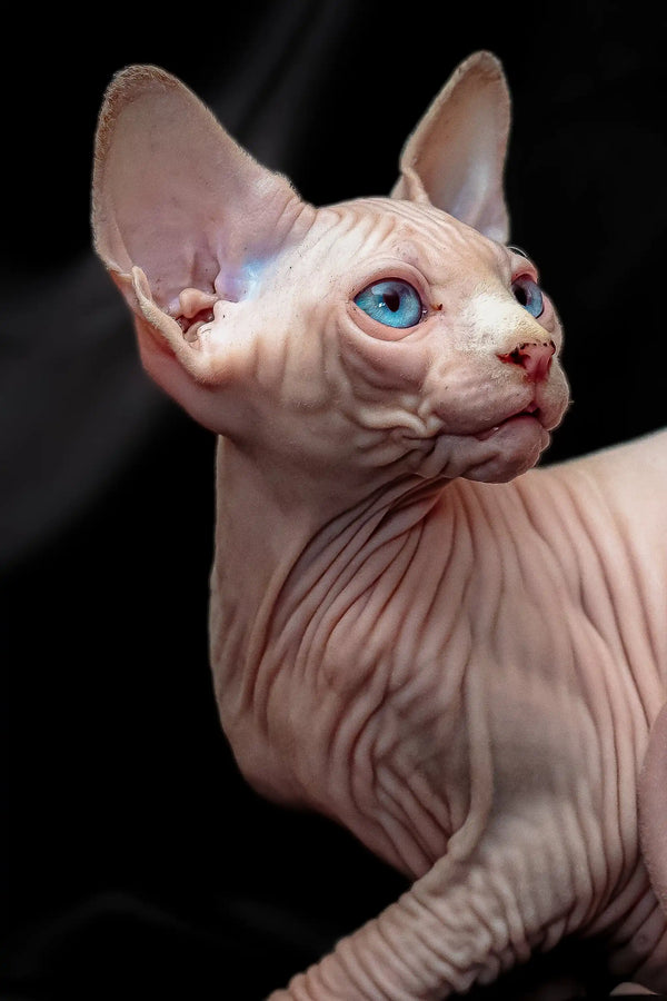 Hairless Sphynx kitten with blue eyes and big ears, perfect for Sphynx lovers