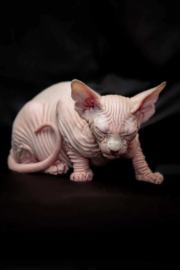 Adorable Hairless Sphynx Kitten with wrinkled pink skin and big ears for Rosa