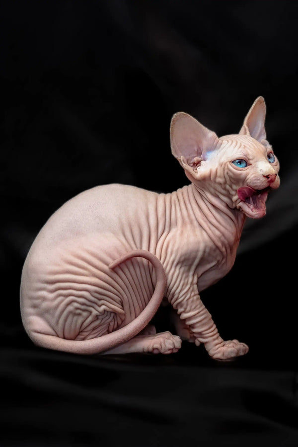 Hairless Sphynx kitten with blue eyes meowing on a dark background, perfect for cat lovers