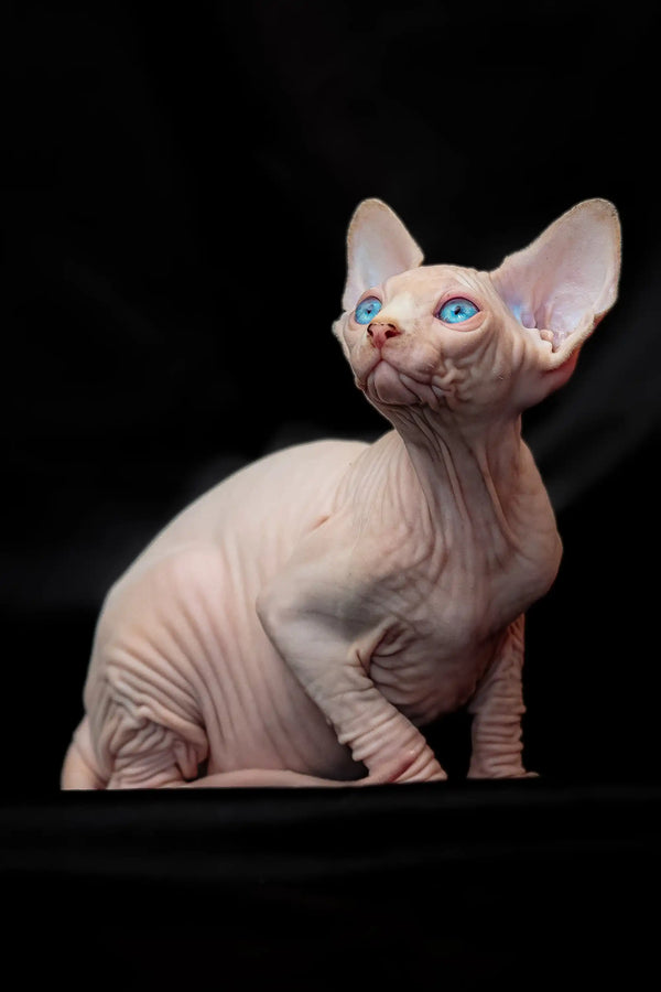 Adorable Hairless Sphynx Kitten with striking blue eyes for Rosa Canadian Sphynx