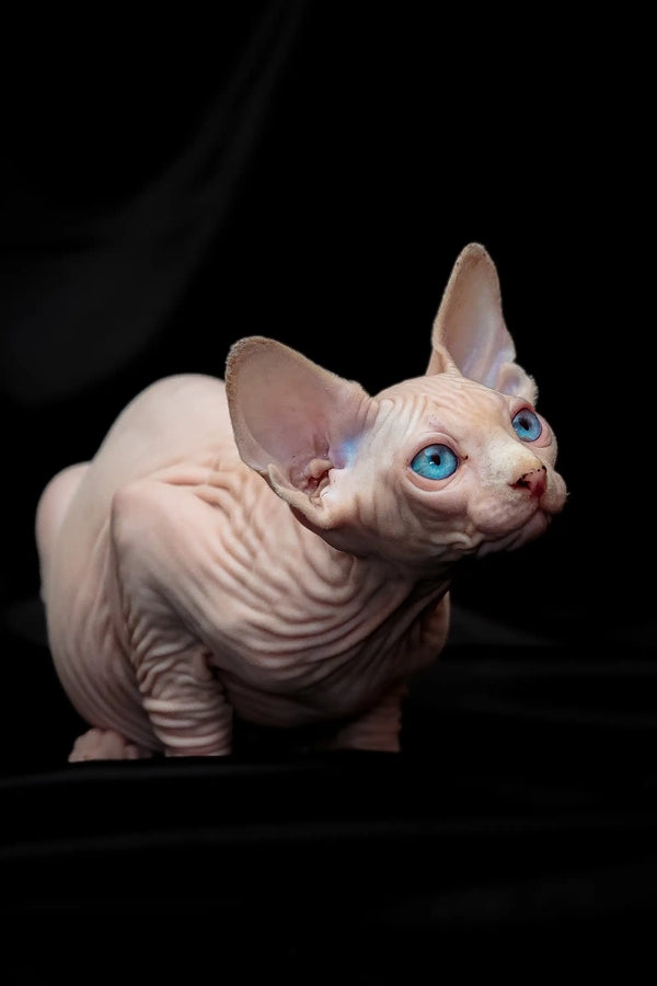 Cute Hairless Sphynx Kitten with blue eyes and wrinkled pink skin for sale