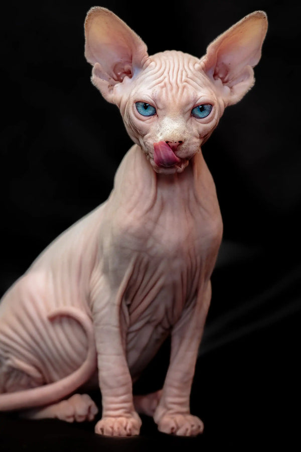 Adorable Sphynx Kitten with blue eyes and pink skin, perfect for any cat lover