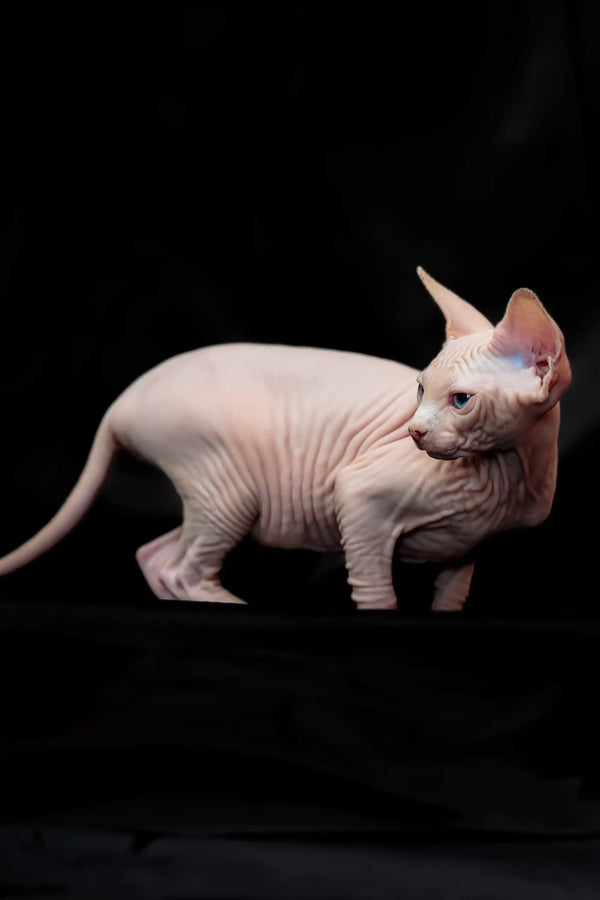 Adorable Hairless Sphynx Kitten with wrinkled pink skin and big ears, the perfect companion