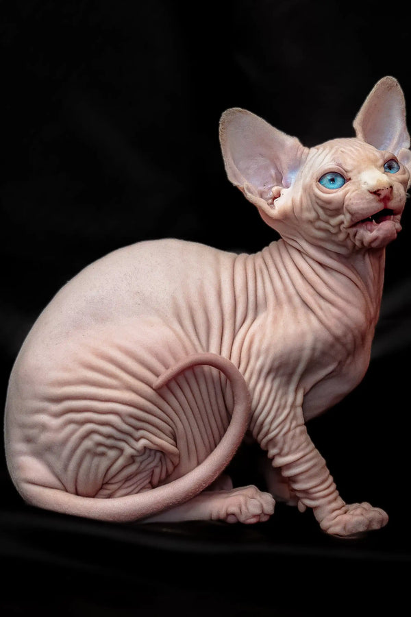 Hairless Sphynx kitten with blue eyes and pink skin, perfect for cat lovers
