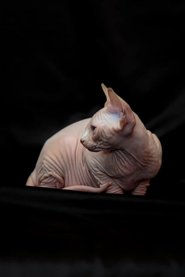 Hairless Sphynx kitten Rosa gazing sideways, showcasing her adorable Canadian charm
