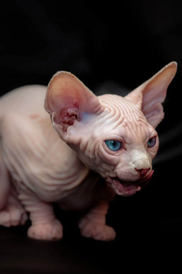 Adorable Hairless Sphynx Kitten with blue eyes and wrinkled pink skin, perfect for you!