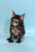 Fluffy Maine Coon kitten with wide eyes and tufted ears, perfect for cat lovers