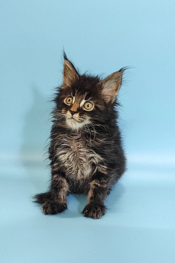 Fluffy Maine Coon kitten with wide eyes and tufted ears, perfect for cat lovers