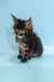 Fluffy Maine Coon kitten Rosalina with tufted ears and wide eyes, adorable coon kitten