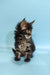 Fluffy Maine Coon kitten Rosalina with tabby coat and cute ear tufts