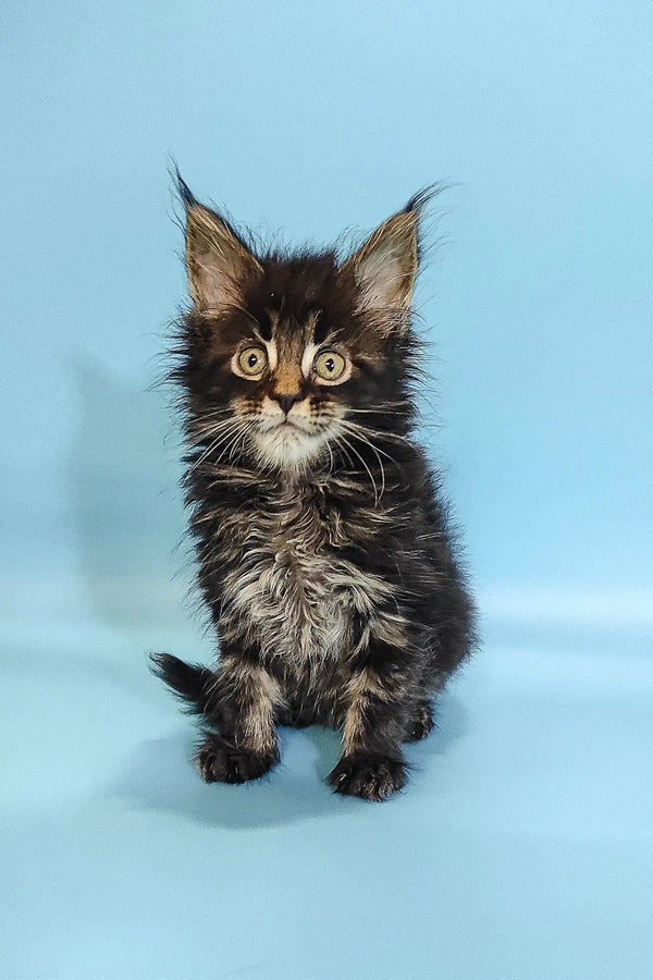 Fluffy Maine Coon kitten named Rosalina with wide eyes and pointed ears