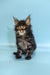 Fluffy Maine Coon kitten with wide eyes and tufted ears perfect for Rosalina