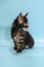 Fluffy Maine Coon kitten Rosalina with ear tufts and tabby coat perfect for cat lovers