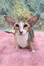 Rosaline | oriental kitten