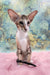 Rosaline | oriental kitten
