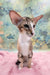 Rosaline | oriental kitten