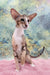 Rosaline | oriental kitten
