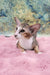 Rosaline | oriental kitten