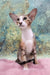 Rosaline | oriental kitten