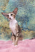 Rosaline | oriental kitten