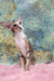 Rosaline | oriental kitten