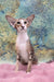 Rosaline | oriental kitten