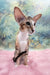 Rosaline | oriental kitten