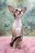 Rosaline | oriental kitten