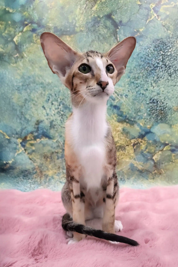 Rosaline | oriental kitten