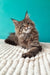 Rosanella | maine coon kitten