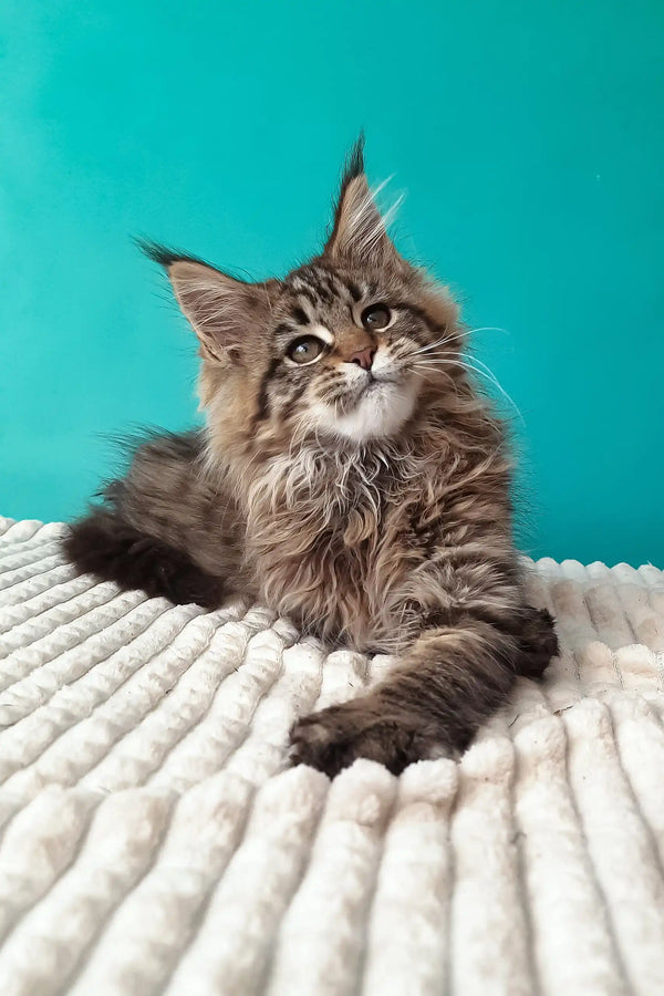 Rosanella | maine coon kitten