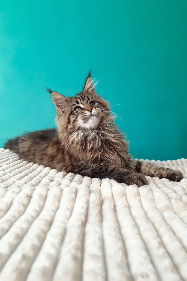 Rosanella | maine coon kitten