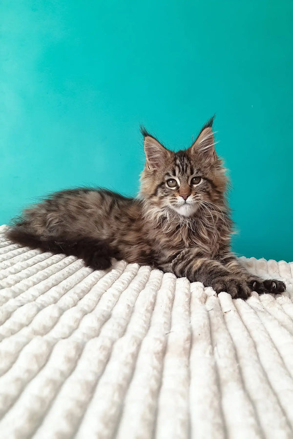 Rosanella | maine coon kitten