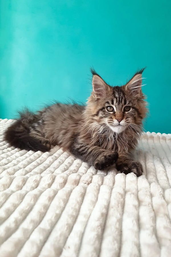 Rosanella | maine coon kitten