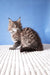 Fluffy brown tabby Maine Coon kitten from Rosanella ready for cuddles and play