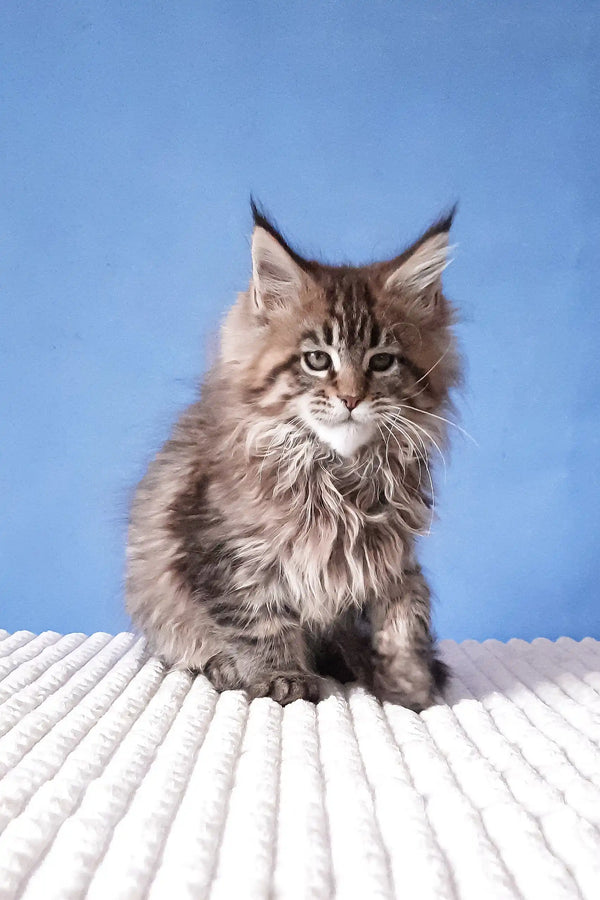 Cute fluffy brown tabby kitten in Rosanella Maine Coon Kitten product display