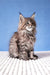 Cute fluffy brown tabby kitten Rosanella from Maine Coon, ready for a new home