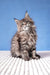 Fluffy gray tabby kitten in Rosanella Maine Coon Kitten product display