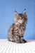 Fluffy tabby kitten from Rosanella Maine Coon Kitten collection, super adorable and playful