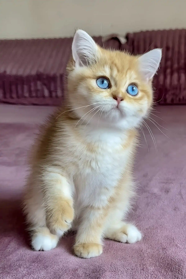 Rose | british shorthair kitten