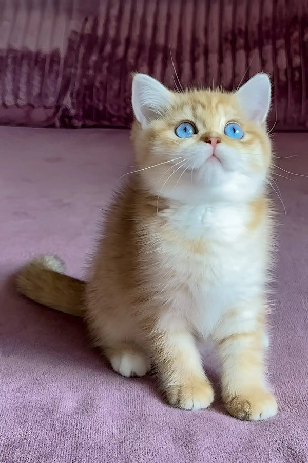 Rose | british shorthair kitten