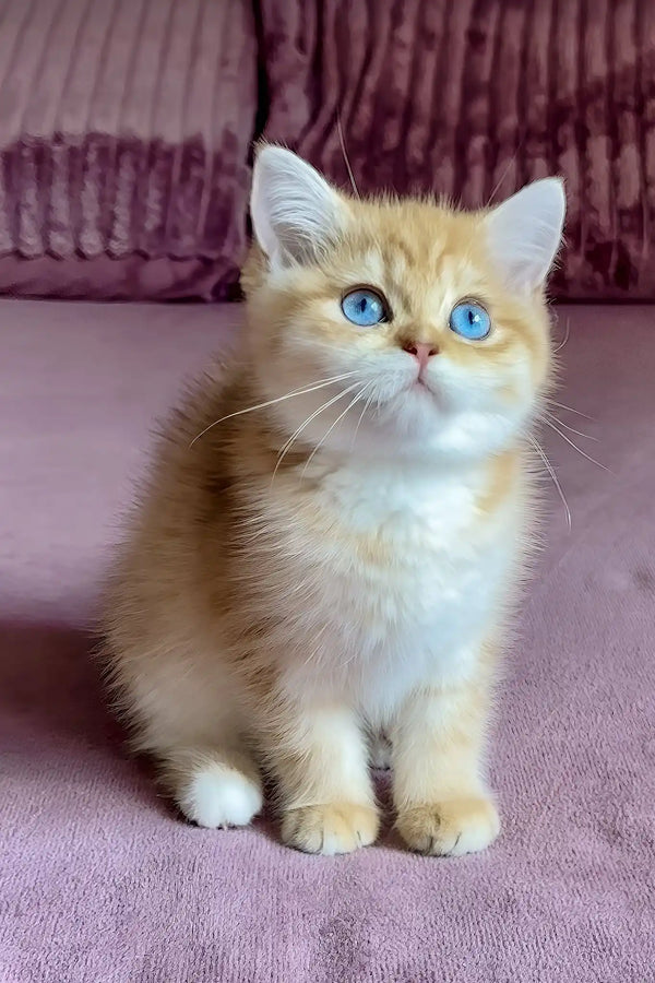 Rose | british shorthair kitten