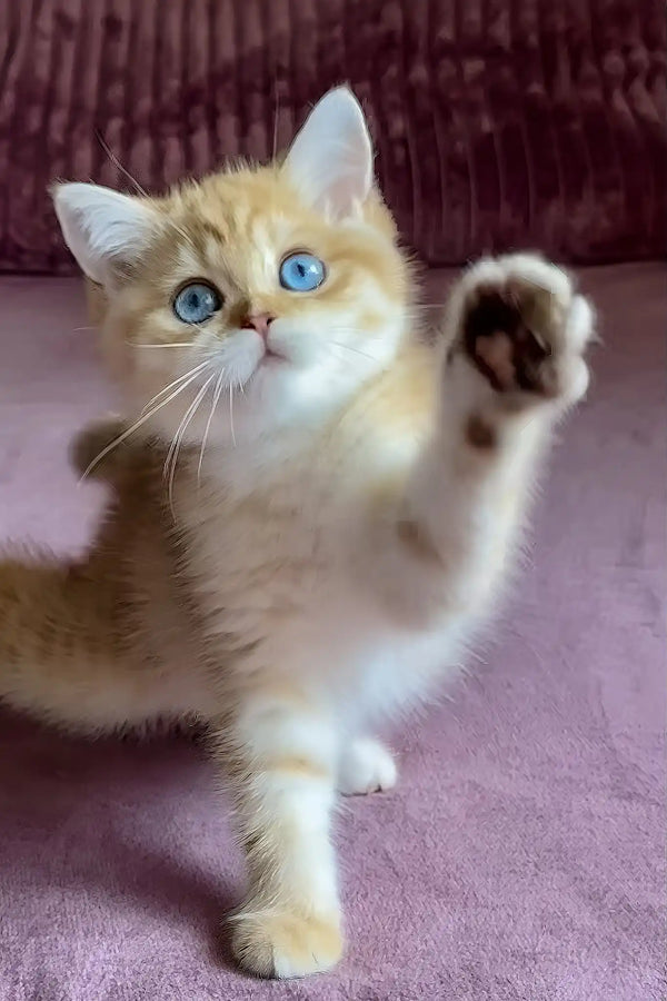 Rose | british shorthair kitten