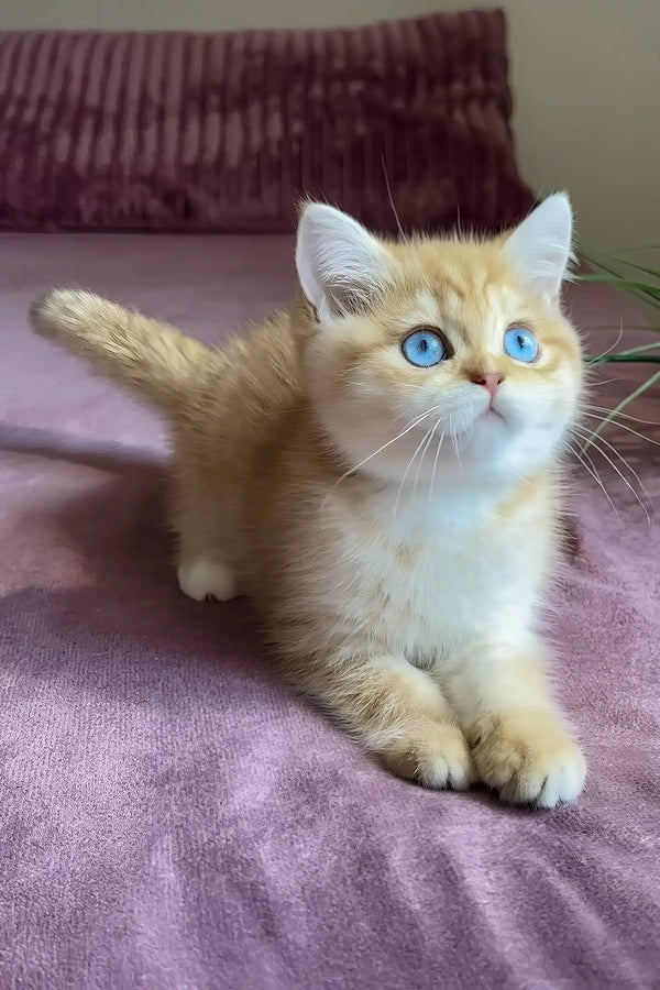 Rose | british shorthair kitten