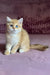 Rose | british shorthair kitten