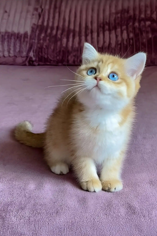 Rose | british shorthair kitten