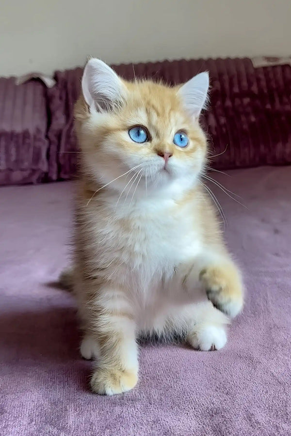 Rose | british shorthair kitten