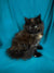 Fluffy black and brown Maine Coon kitten sitting upright, super cute and playful