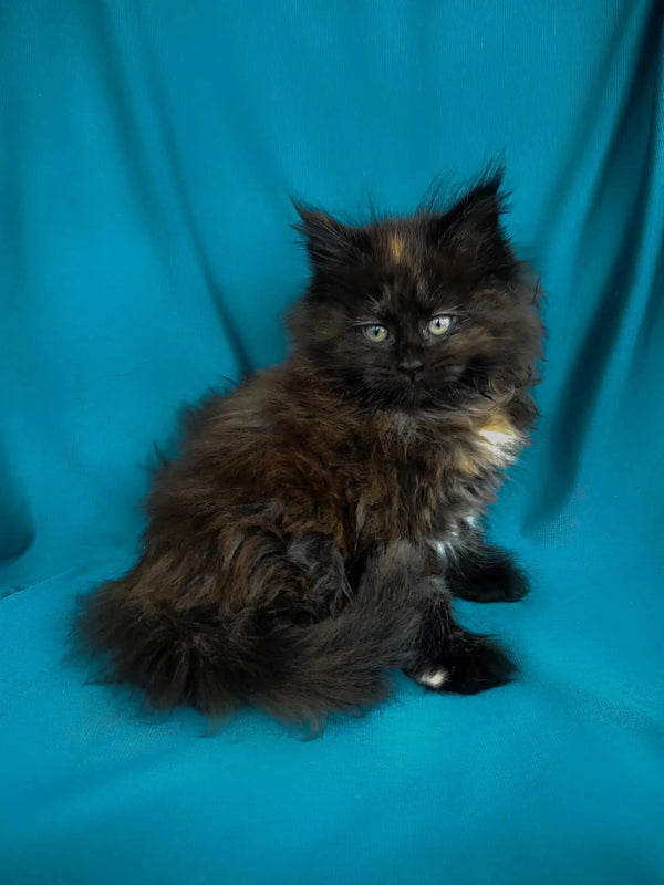 Fluffy black and brown Maine Coon kitten sitting upright, super cute and playful